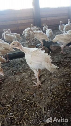 Индюшата биг 6