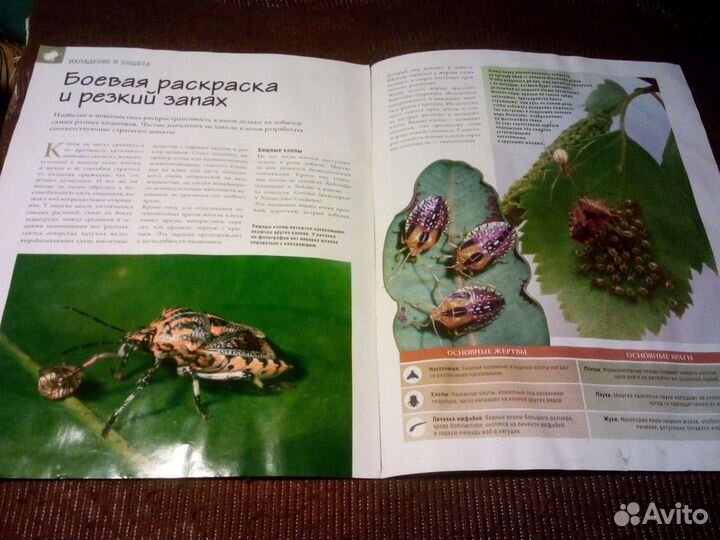 Настоящие насекомые