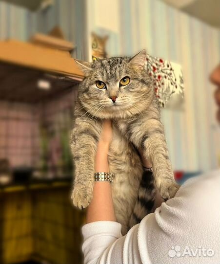 Котики