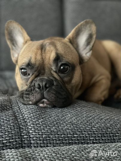 Французский бульдог вязка