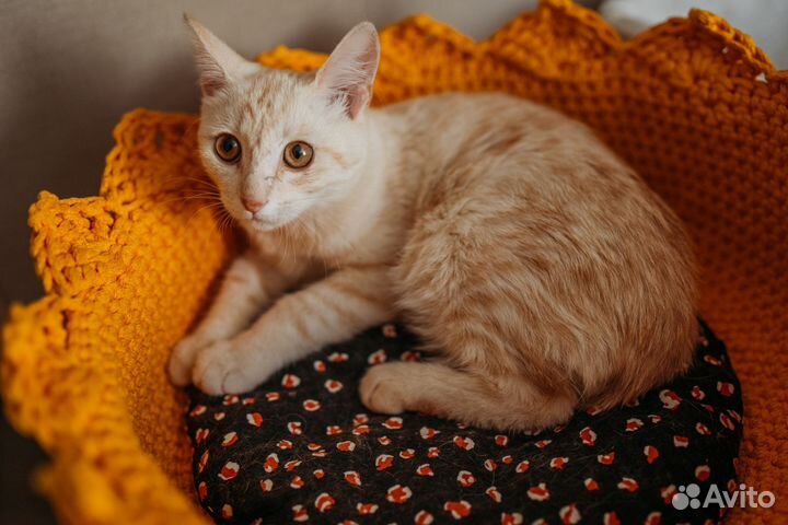Котёнок ищет семью