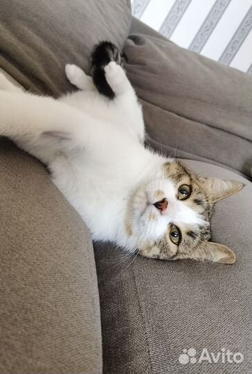 Котик бесплатно