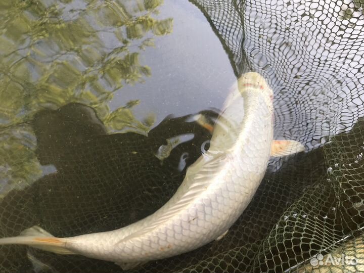 Карп кои 35 см