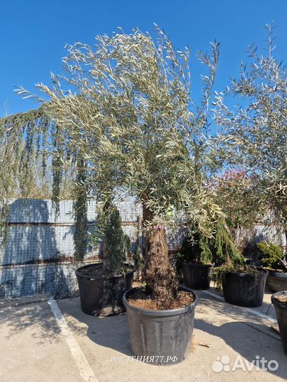 Оливковое дерево/Олива Европейская Огромная