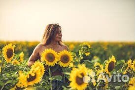 Семена подсолнечника гибрид