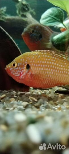 Хромис красавец