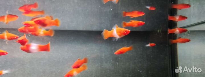 Меченосец Санта Клаус