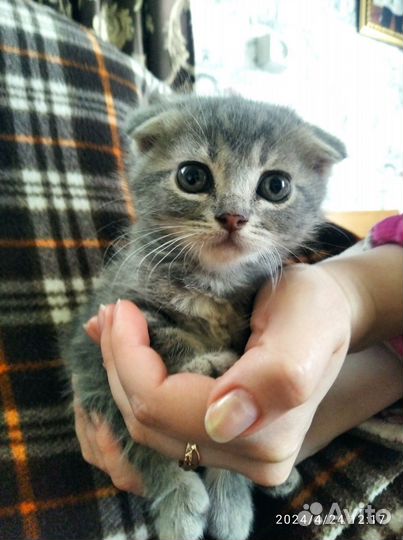 Кошки вислоухие