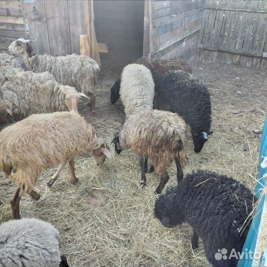 Овцы бараны