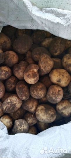 Продам картофель и кабачки