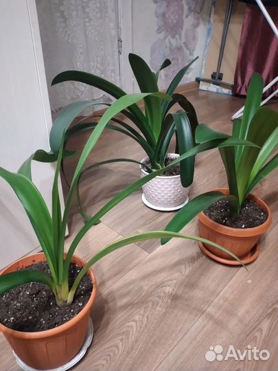 Продается кливия