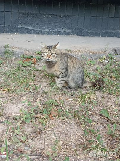 Кот в добрые руки