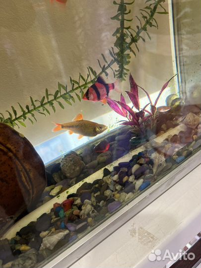 Аквариум с рыбками