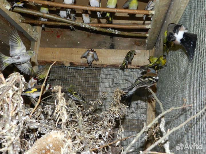 Певчие лесные птицы