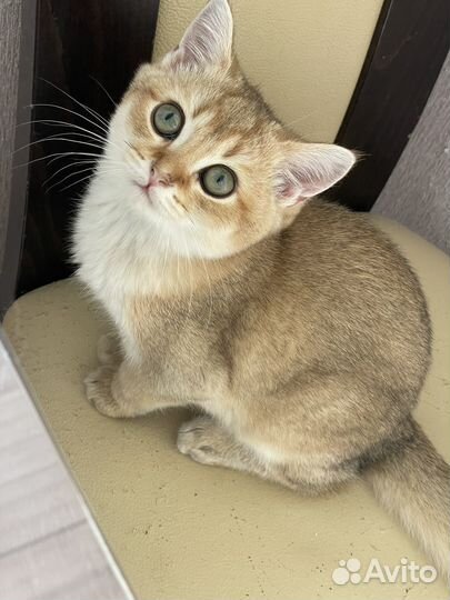 Котята золотая шиншилла