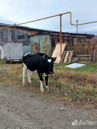 Телочка 8 мес