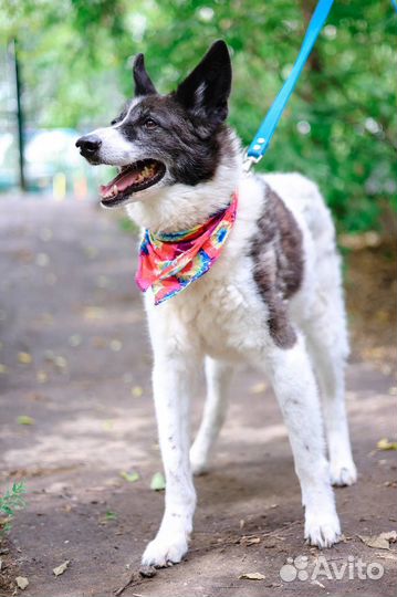 Тимон всю жизнь ждет человека