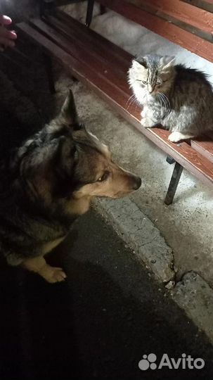 Котёнок подросток мальчик красивый