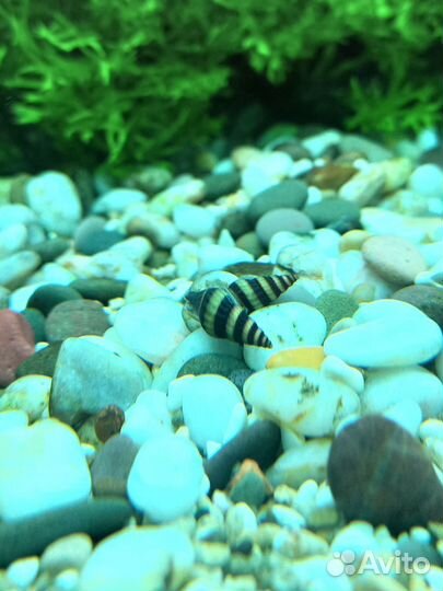 Улитка хелена