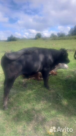 Продам бычков и тёлок