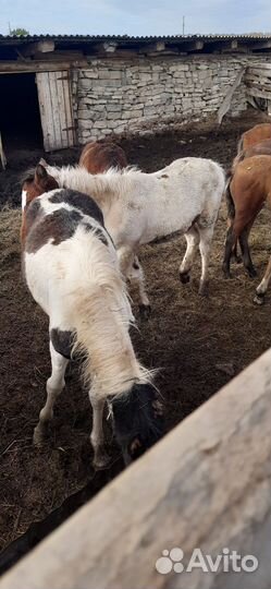 Жеребята 8-9 месяцев, жеребец полутяж