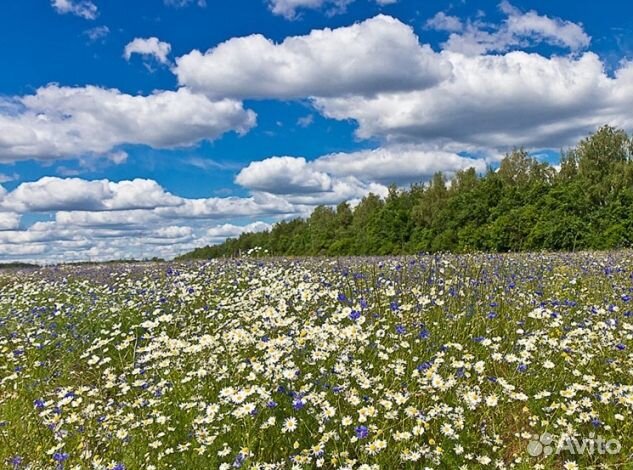 Мёд 24 года Алтайский оптом