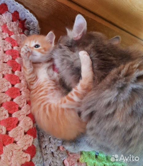 Котята сибирской кошки
