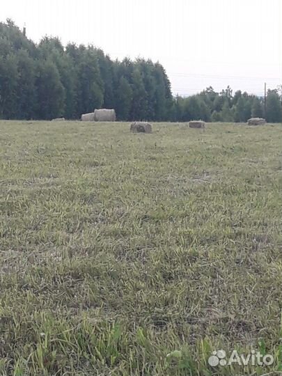 Сено
