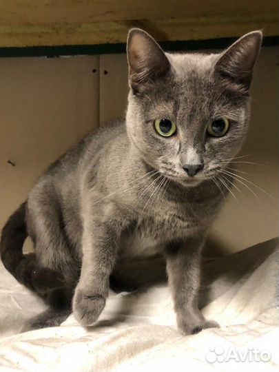 Кошечка 1,5 года,Русская голубая