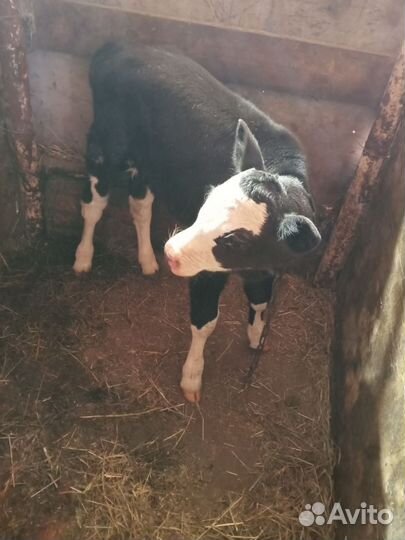 Телёнок, тёлочка