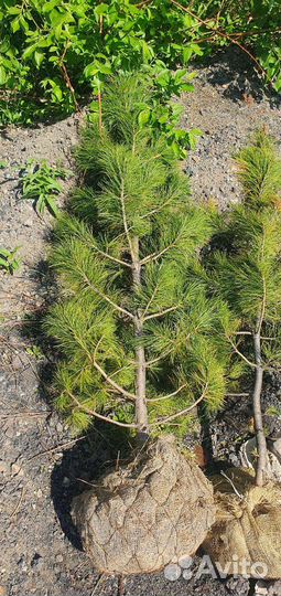 Саженцы кедров разные размеры