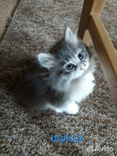 Котята в добрые руки
