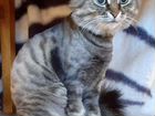 Стрижка котов кошек с выездом объявление продам