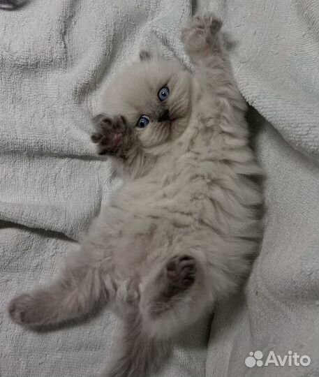 Шотландские котята