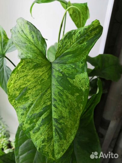 Сингониумы сортовые