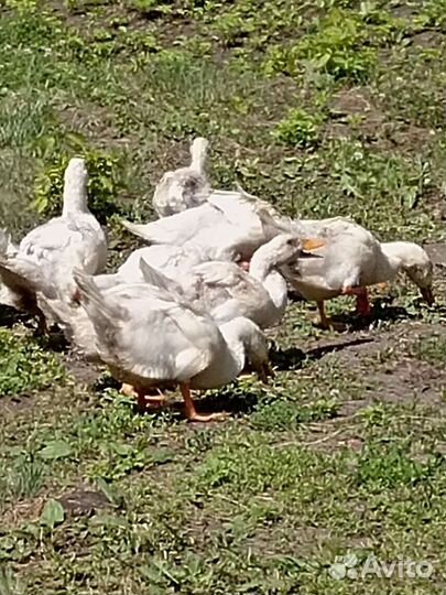 Утки башкирские