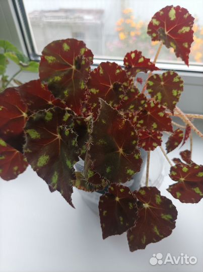 Комнатные цветы