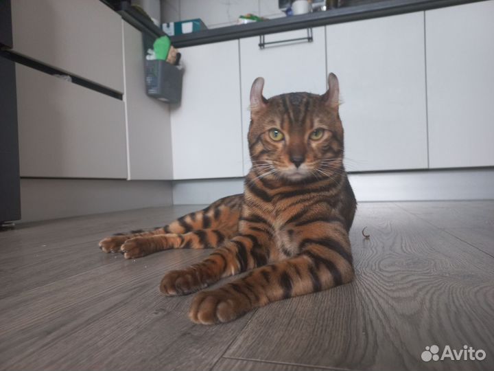 Бенгальский кот вязка