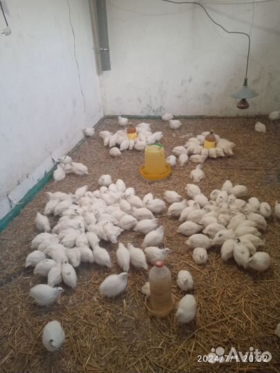 Перепела суточные