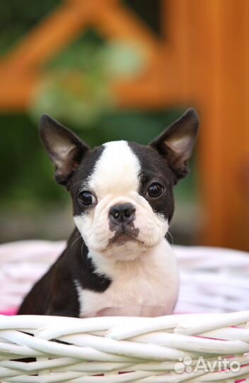 Бостон терьер