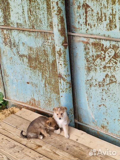 Щенки в дар
