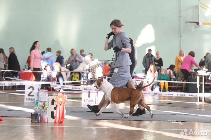 Щенки стаффа, РКФ