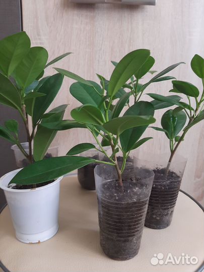 Фикус Мокламе маленькие и большие