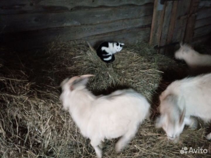 Козы и козлы