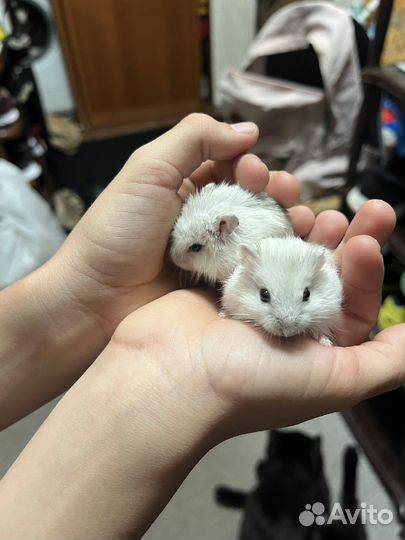 Джунгарский хомяк