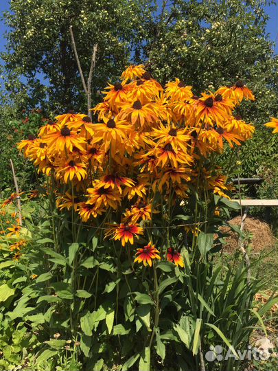 Рудбекия золотой шар,Ромашки