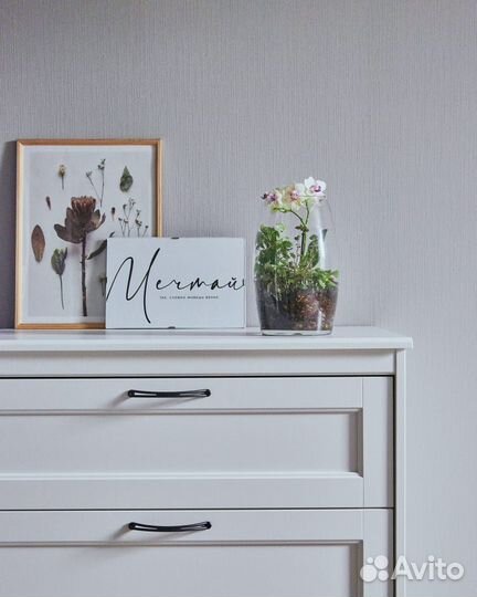 Комнатные растения: Флорариумы с суккулентами