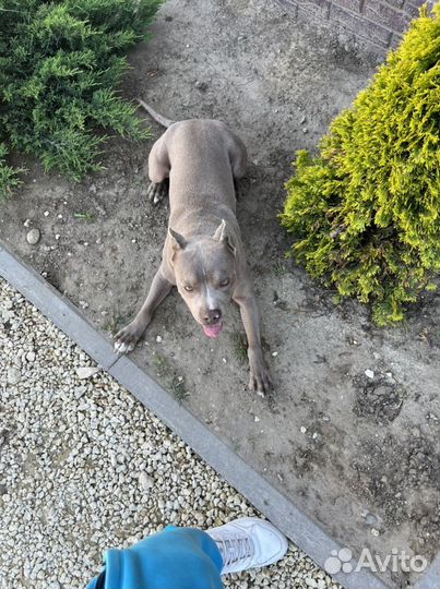 Питбуль вязка