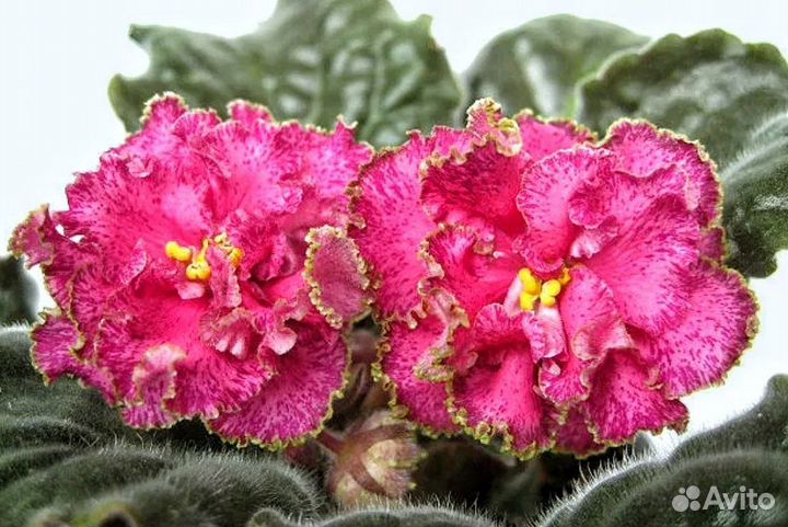 Фиалка детки