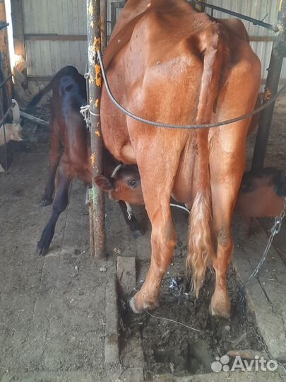 Корова дойная с теленком